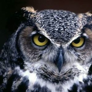 Meet your Posher, Lugo